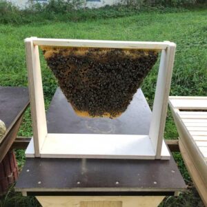 Wabenhalter mit Naturbauwabe der Honigbiene in der Top Bar Hive