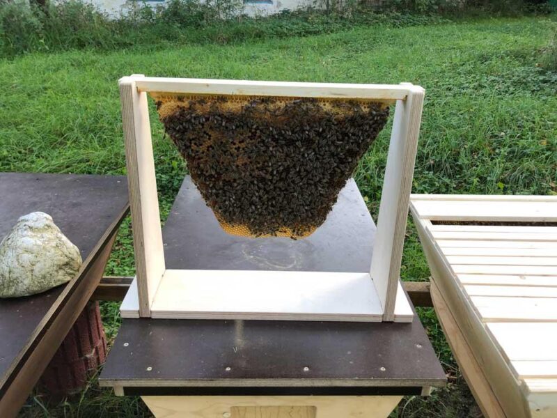 Wabenhalter mit Naturbauwabe der Honigbiene in der Top Bar Hive