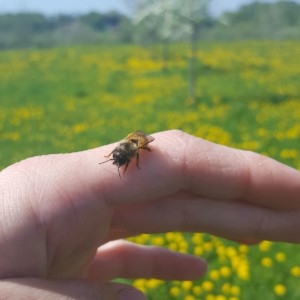Rote Mauerbiene sitz auf einer Hand