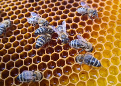 Bienen füllen Nektar in eine Wabe