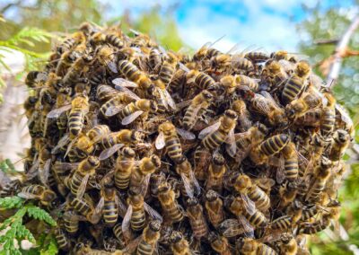 Bienenschwarzm mit Honigbienen in Herzform