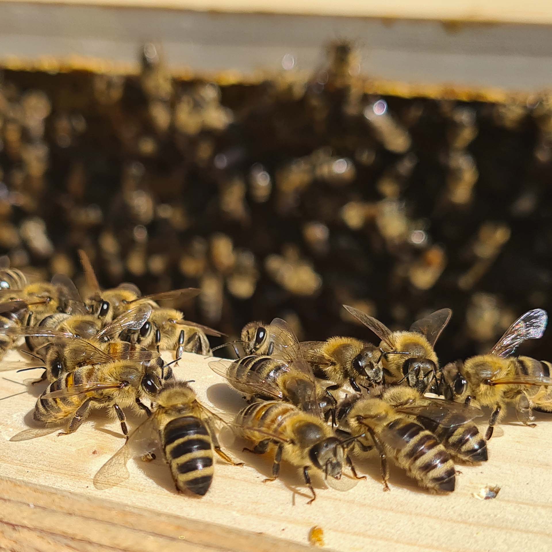 Bienen in einer Oberrträgerbeute